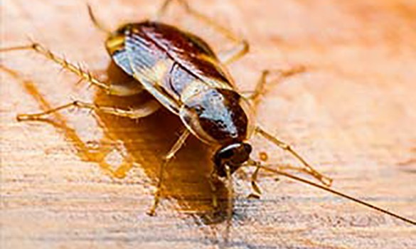 cockroach-landing Cockroach